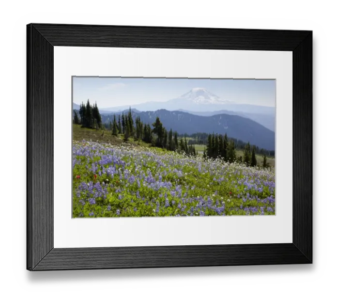 Framed Print : WA, Goat Rocks Wilderness, Wildflower meadow, with Mount Adams