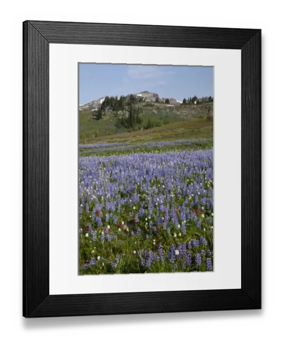 Framed Print : WA, Goat Rocks Wilderness, Subalpine lupine wildflower meadow with Goat Rocks