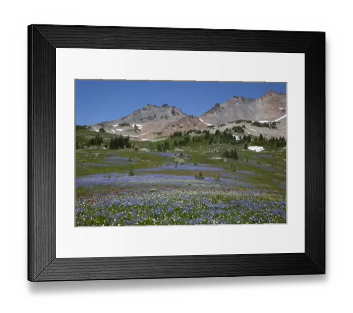 Framed Print : WA, Goat Rocks Wilderness, Wildflower alpine meadow with Goat Rocks and Old Snowy Framed Print : WA, Goat Rocks Wilderness, Wildflower alpine meadow with Goat Rocks and Old Snowy