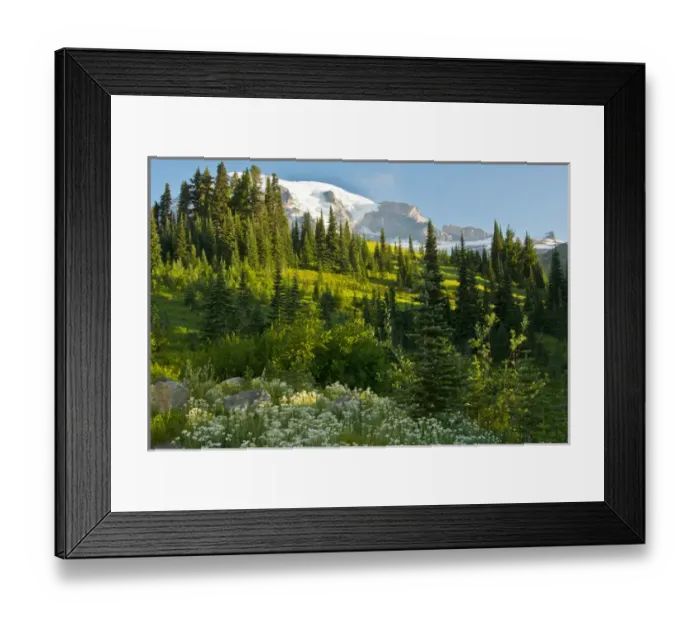 Framed Print : Mount Rainier, from Paradise, Mount Rainier National Park, Washington, USA