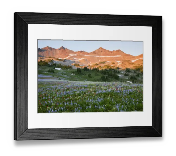 Framed Print : WA, Goat Rocks Wilderness, Wildflower alpine meadow with Goat Rocks, at sunset