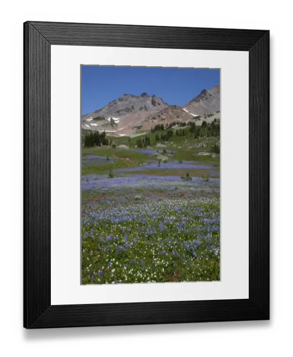 Framed Print : WA, Goat Rocks Wilderness, Wildflower alpine meadow with Goat Rocks and Old Snowy Framed Print : WA, Goat Rocks Wilderness, Wildflower alpine meadow with Goat Rocks and Old Snowy
