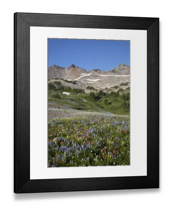 Framed Print : WA, Goat Rocks Wilderness, Wildflower alpine meadow with Goat Rocks Framed Print : WA, Goat Rocks Wilderness, Wildflower alpine meadow with Goat Rocks