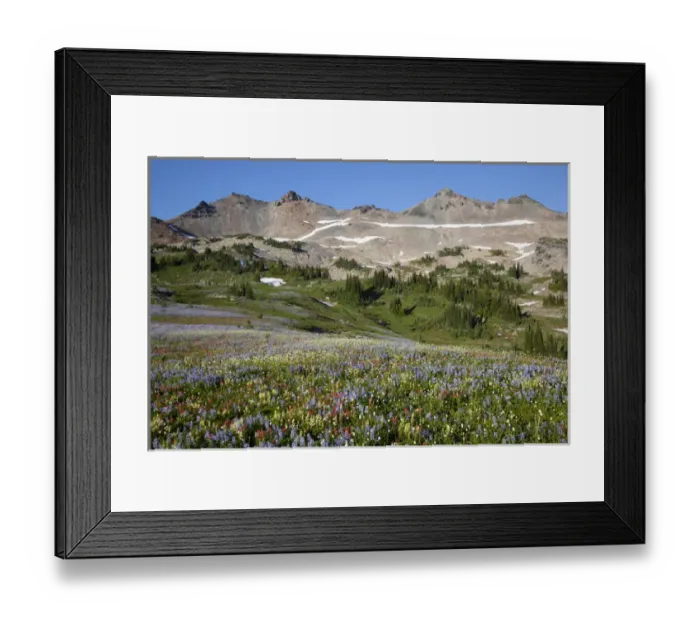 Framed Print : WA, Goat Rocks Wilderness, Wildflower alpine meadow with Goat Rocks Framed Print : WA, Goat Rocks Wilderness, Wildflower alpine meadow with Goat Rocks