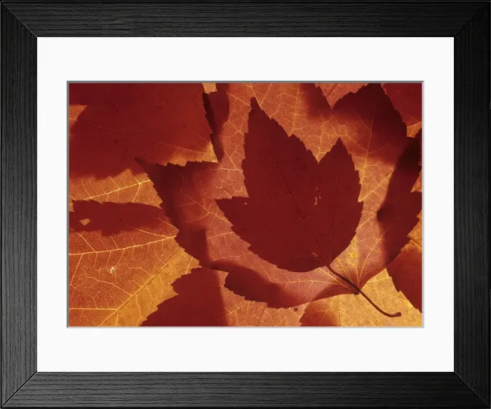 Framed Print : WA, Redmond, Maple leaf collage Framed Print : WA, Redmond, Maple leaf collage