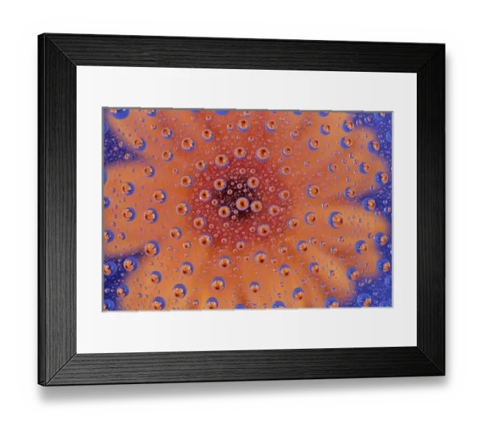 Framed Print : WA, Redmond, Orange Mum, reflected in water drops Framed Print : WA, Redmond, Orange Mum, reflected in water drops