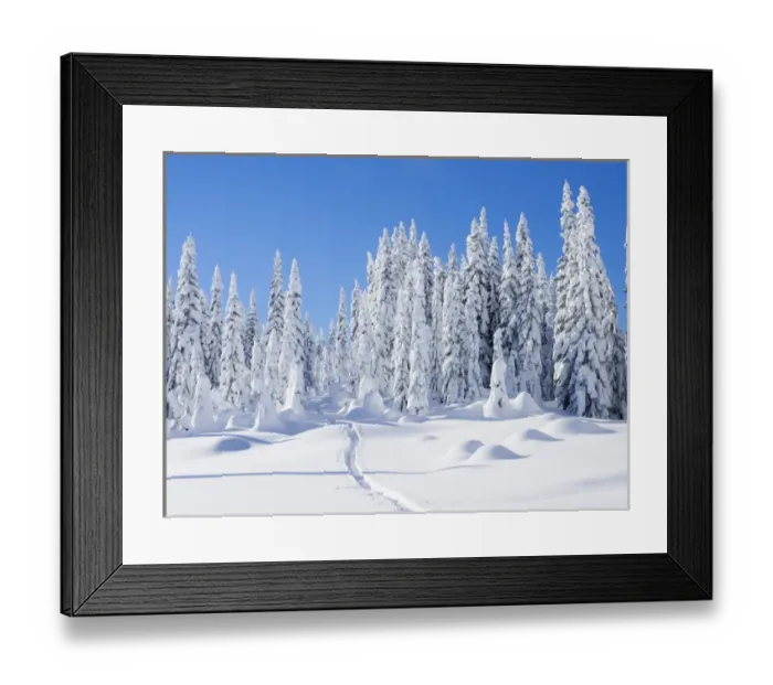 Framed Print : WA, Mount Baker Snoqualmie National Forest, Snow covered fir trees Framed Print : WA, Mount Baker Snoqualmie National Forest, Snow covered fir trees