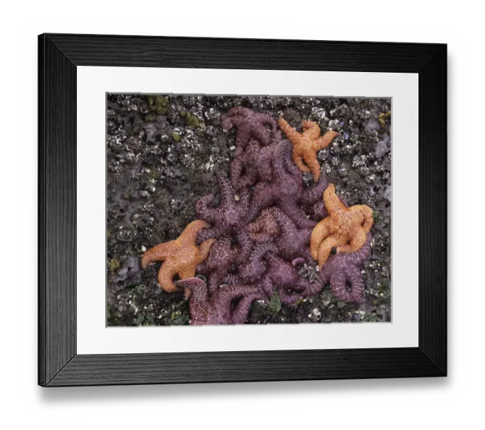 Framed Print : WA, Olympic National Park, Rialto Beach, Ochre Sea Stars