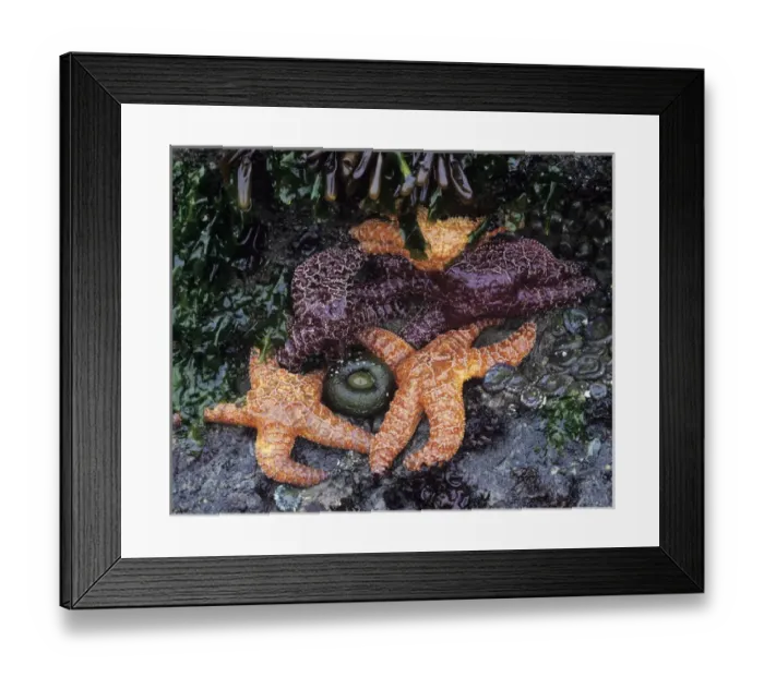 Framed Print : WA, Olympic National Park, Shi-Shi Beach, Ochre Sea Stars and Green Sea Anemones Framed Print : WA, Olympic National Park, Shi-Shi Beach, Ochre Sea Stars and Green Sea Anemones