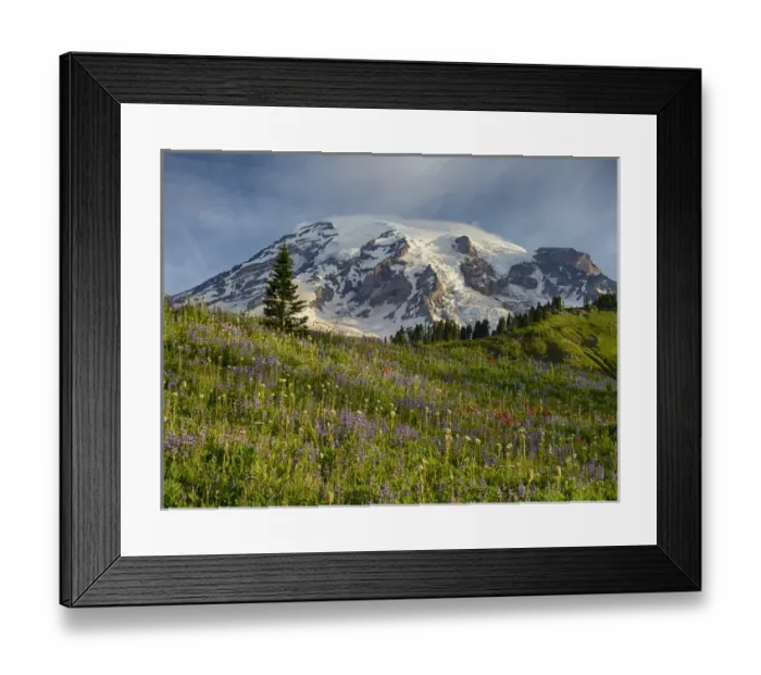 Framed Print : WA, Mount Rainier National Park, Mount Rainier and alpine meadow Framed Print : WA, Mount Rainier National Park, Mount Rainier and alpine meadow