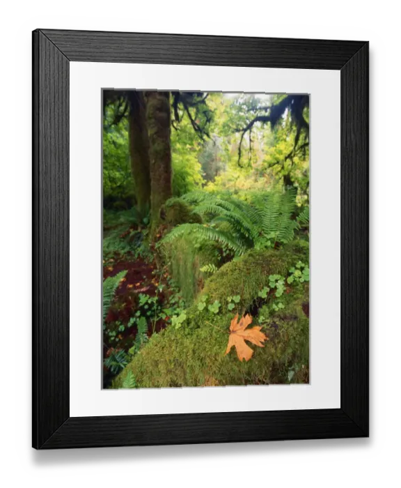 Framed Print : USA, Washington State, Olympic Peninsula, Olympic National Park, View of Hoh rainforest