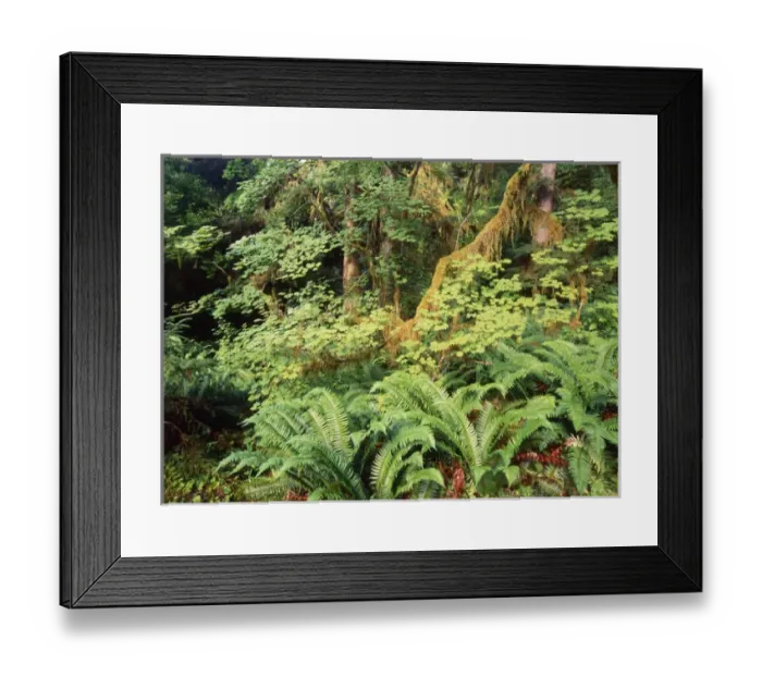 Framed Print : USA, Washington State, Olympic Peninsula, Olympic National Park, View of Hoh rainforest Framed Print : USA, Washington State, Olympic Peninsula, Olympic National Park, View of Hoh rainforest
