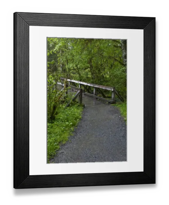 Framed Print : USA, Washington, Port Angeles, Olympic National Park, Hoh Rain Forest Framed Print : USA, Washington, Port Angeles, Olympic National Park, Hoh Rain Forest