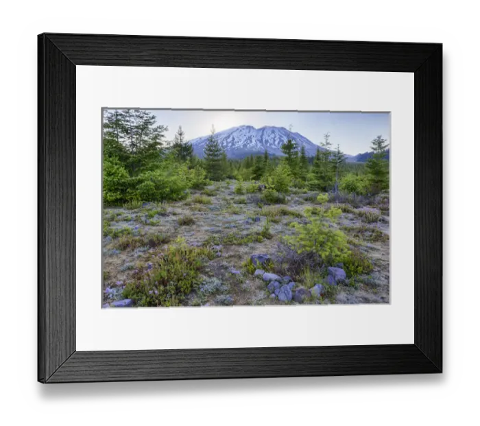 Framed Print : WA, Mount Saint Helens National Volcanic Monument, Wildflowers and mountain; view