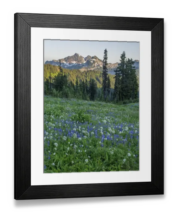 Framed Print : WA, Mount Rainier National Park, Tatoosh Range and Wildflowers Framed Print : WA, Mount Rainier National Park, Tatoosh Range and Wildflowers