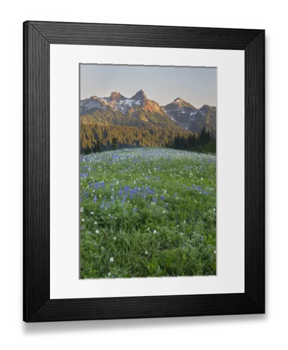Framed Print : WA, Mount Rainier National Park, Tatoosh Range and Wildflowers Framed Print : WA, Mount Rainier National Park, Tatoosh Range and Wildflowers