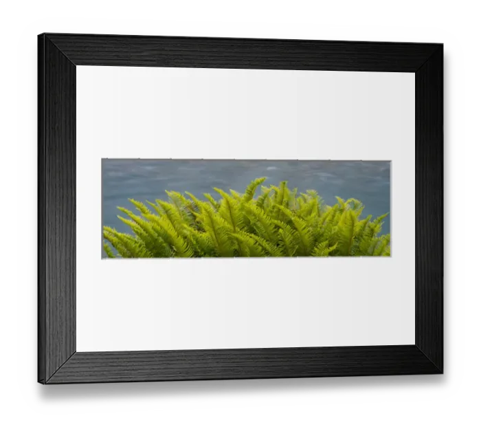 Framed Print : North America, USA, Washington. Detail of Sword Fern (Polystichum munitum), Hoh Rain Forest Framed Print : North America, USA, Washington. Detail of Sword Fern (Polystichum munitum), Hoh Rain Forest