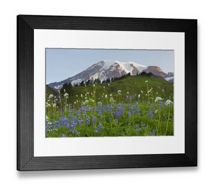 Framed Print : WA, Mount Rainier National Park, Mount Rainier and Wildflowers Framed Print : WA, Mount Rainier National Park, Mount Rainier and Wildflowers