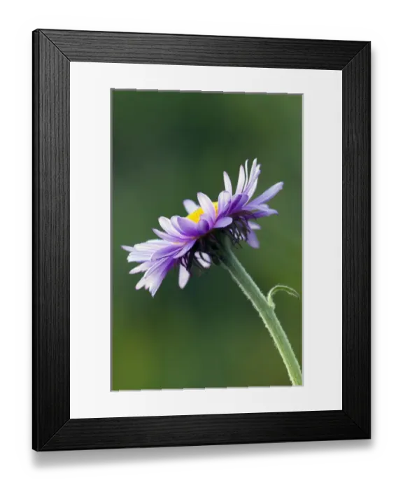 Framed Print : Alpine Daisy Framed Print : Alpine Daisy