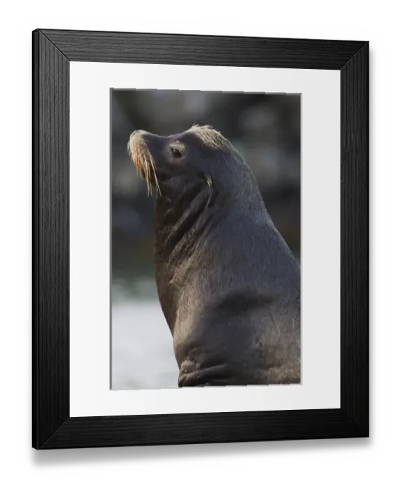 Framed Print : California Sea Lion Framed Print : California Sea Lion
