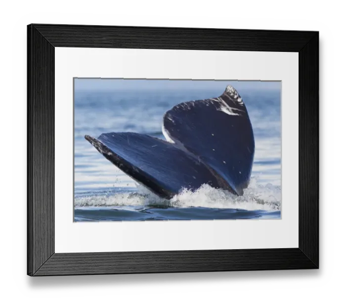 Framed Print : Gray Whale Diving, Hood Canal, Washington State Framed Print : Gray Whale Diving, Hood Canal, Washington State