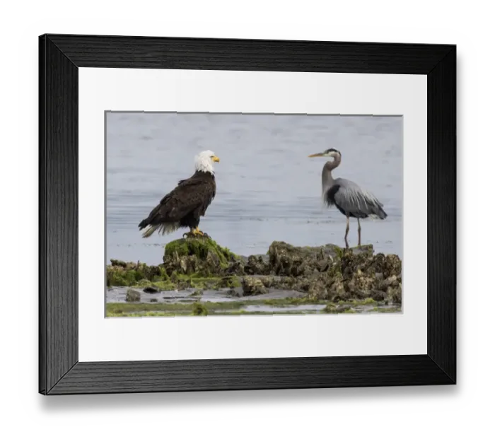 Framed Print : Bald Eagle & Great Blue Heron Framed Print : Bald Eagle & Great Blue Heron