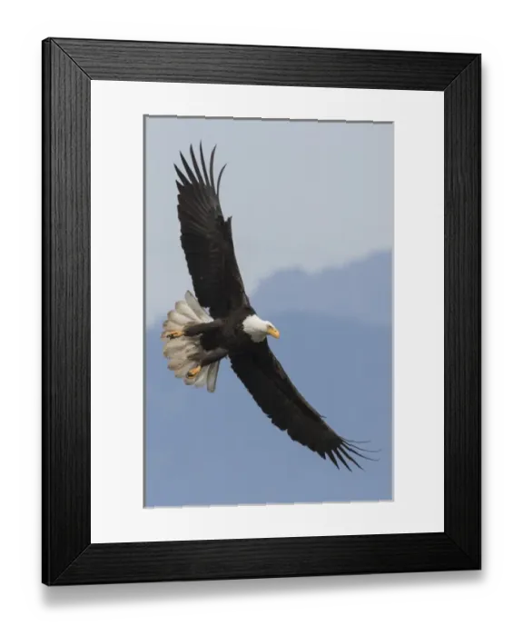 Framed Print : Bald Eagle Flight