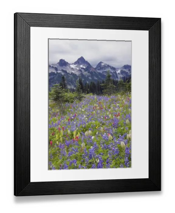 Framed Print : Mount Rainier National Park, Tatoosh Moountains Framed Print : Mount Rainier National Park, Tatoosh Moountains