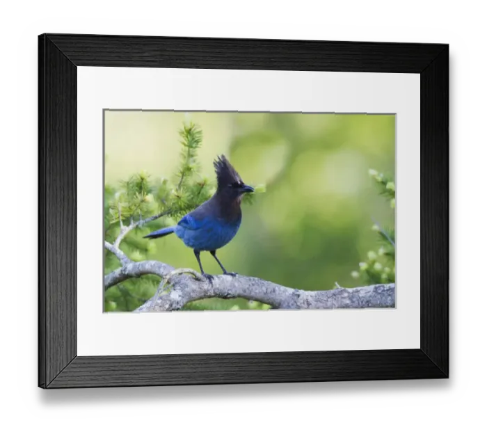 Framed Print : Stellars Jay