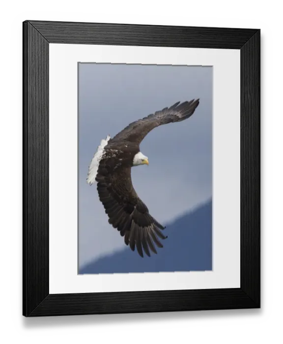 Framed Print : Bald Eagle in Flight Framed Print : Bald Eagle in Flight