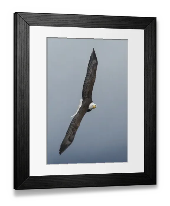 Framed Print : Bald Eagle Flight Framed Print : Bald Eagle Flight