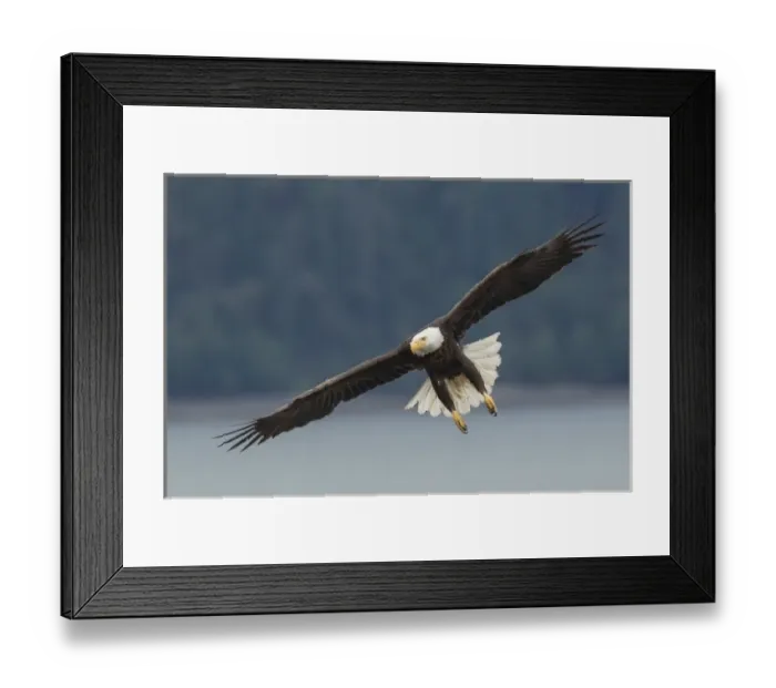 Framed Print : Bald Eagle Flight Framed Print : Bald Eagle Flight