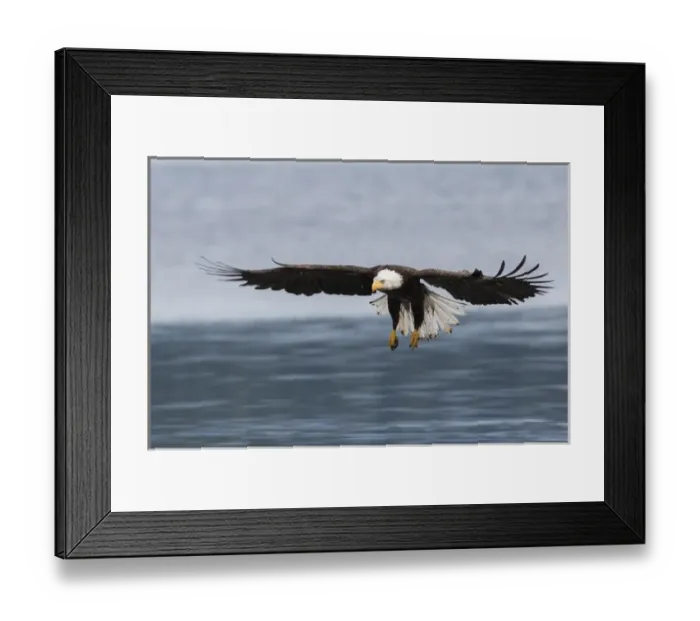 Framed Print : Bald Eagle Alighting