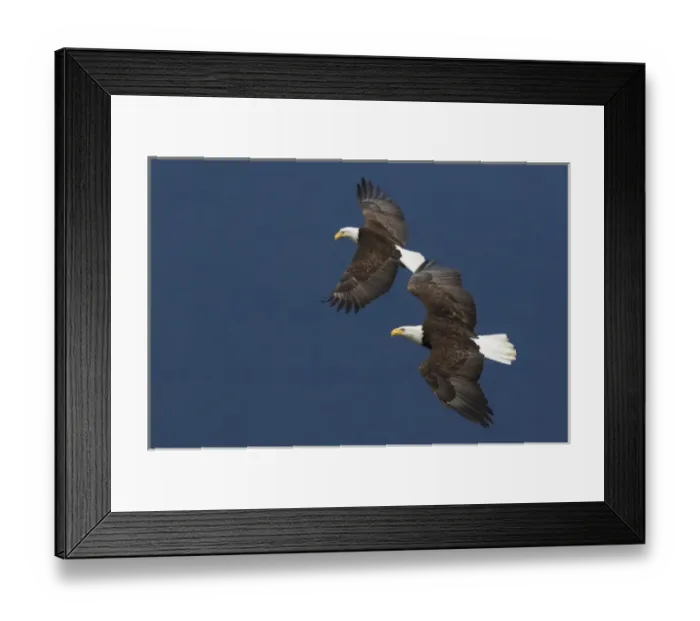 Framed Print : Bald Eagle Pair in Flight