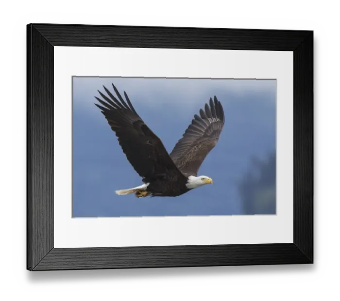 Framed Print : Bald Eagle