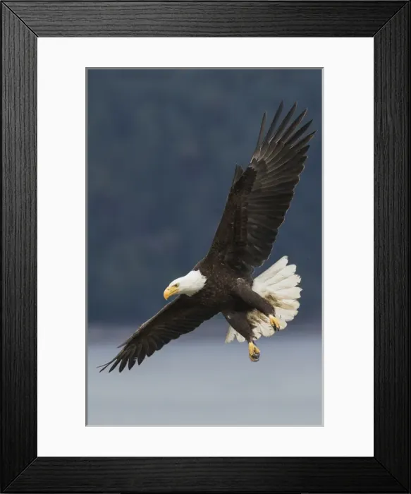Framed Print : Bald Eagle
