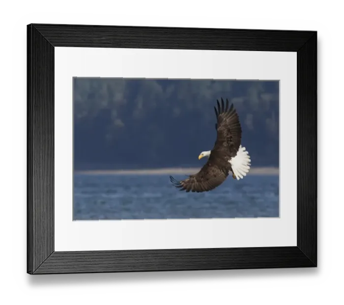 Framed Print : Bald Eagle, Preparing to strike Framed Print : Bald Eagle, Preparing to strike