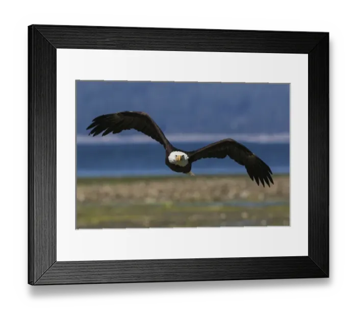 Framed Print : Bald Eagle Flight Framed Print : Bald Eagle Flight