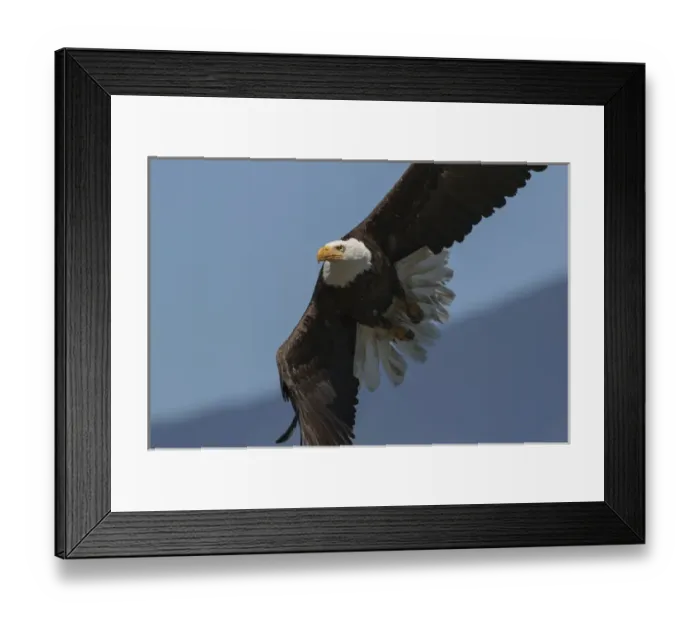 Framed Print : Bald Eagle, Close-up in Flight Framed Print : Bald Eagle, Close-up in Flight