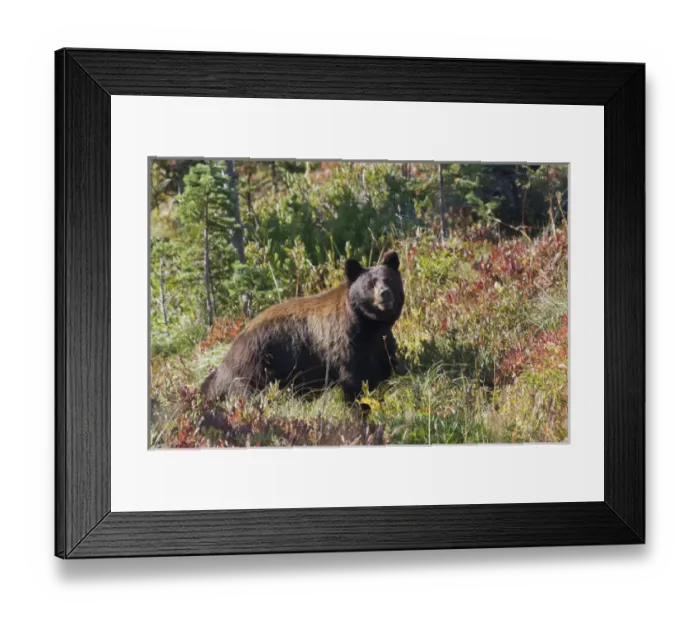 Framed Print : Black Bear, autum berry country Framed Print : Black Bear, autum berry country