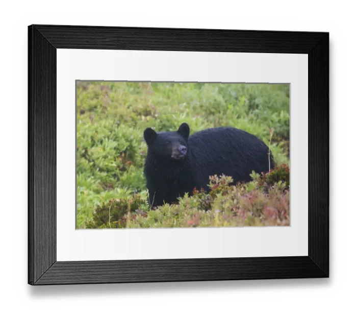 Framed Print : Black Bear, autumn rain Framed Print : Black Bear, autumn rain