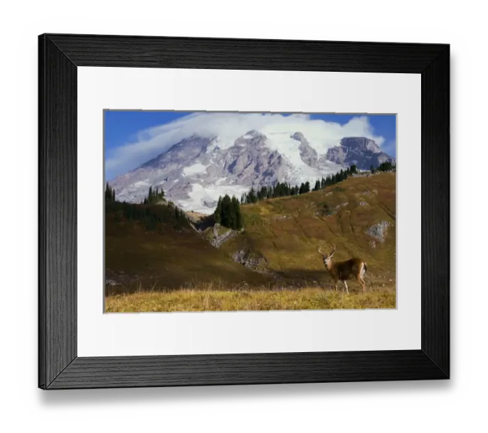 Framed Print : Black-tail Deer Buck; Mount Rainier