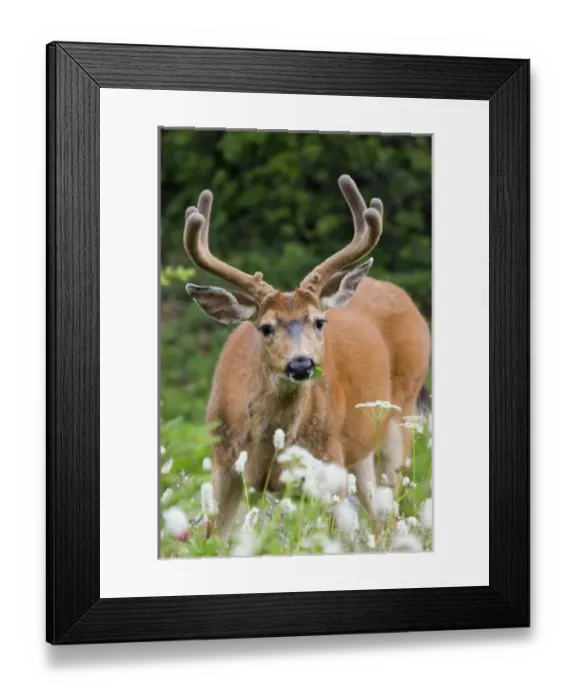 Framed Print : Black-tail Deer Buck Framed Print : Black-tail Deer Buck