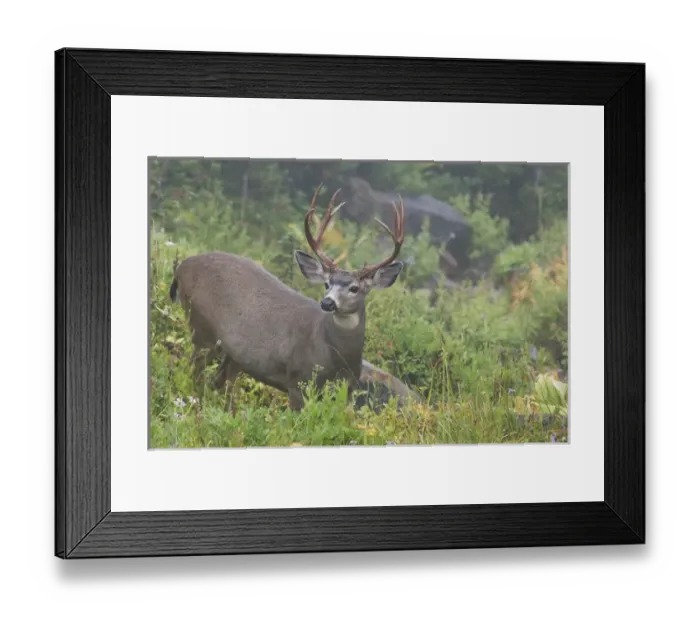 Framed Print : Black-tail Deer Buck Framed Print : Black-tail Deer Buck