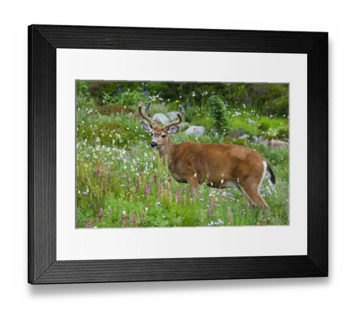 Framed Print : Black-tail Deer Buck Framed Print : Black-tail Deer Buck