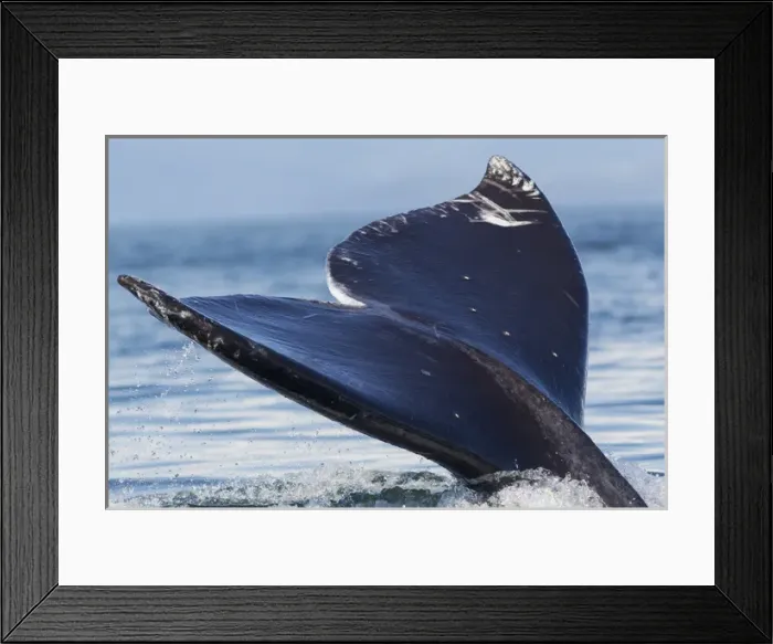 Framed Print : Gray Whale Tail