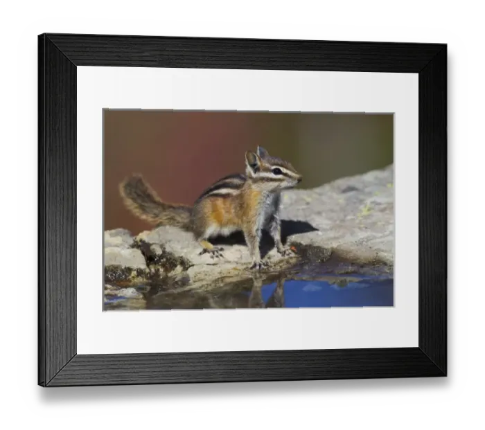 Framed Print : Townsends Chipmonk Framed Print : Townsends Chipmonk