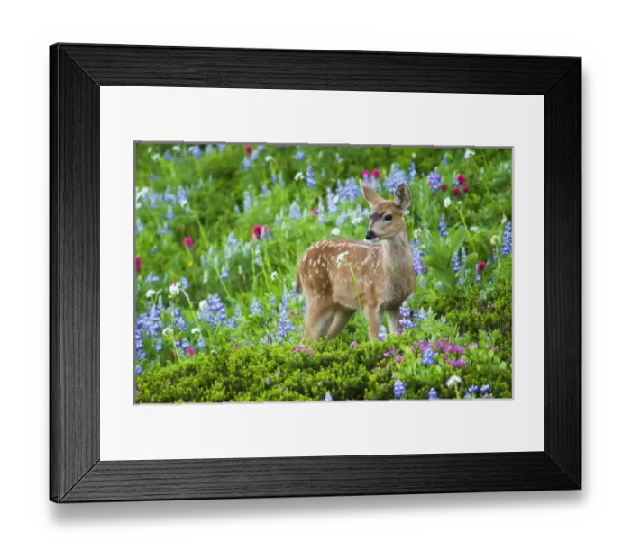 Framed Print : Black-tail Deer Fan; Cascade Wildflowers Framed Print : Black-tail Deer Fan; Cascade Wildflowers