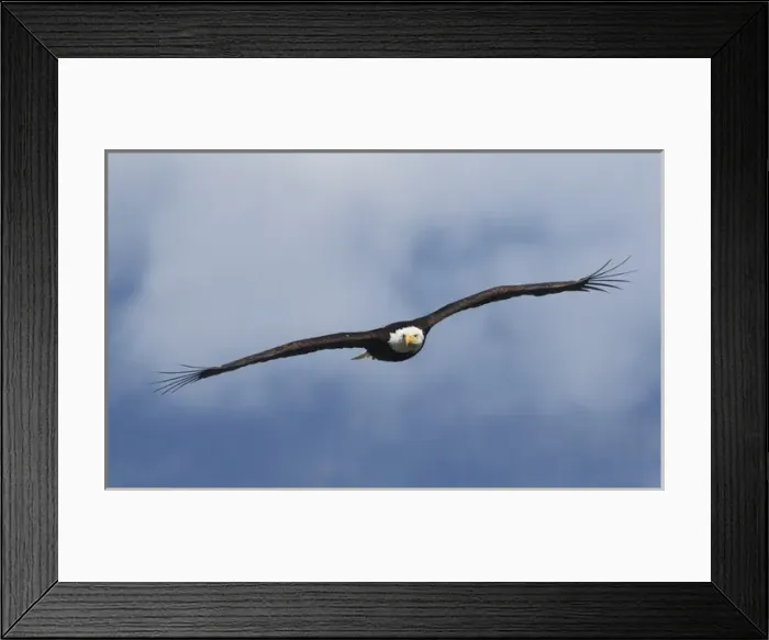 Framed Print : Bald Eagle in Flight Framed Print : Bald Eagle in Flight