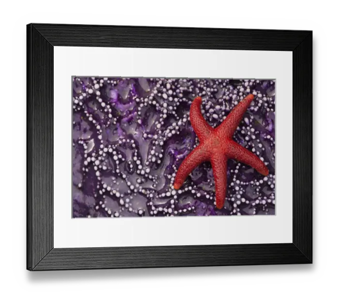 Framed Print : Blood Star Hitching a ride on a Ochre Star Framed Print : Blood Star Hitching a ride on a Ochre Star